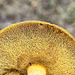 Suillis mushrooms