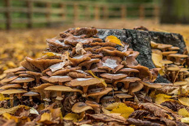 Herbst verabschiedet sich