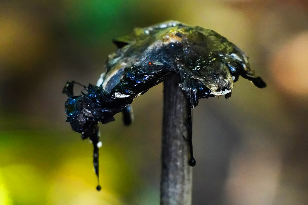 Ein Pilz löst sich in schwarze Tinte auf - A fungus dissolves into black ink