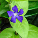 20220429 0747CPw [D~LIP] Großes Immergrün (Vinca major), UWZ, Bad Salzuflen