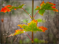 Herbstfarben