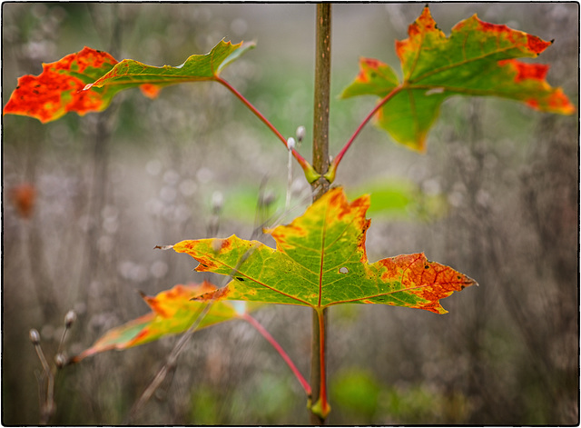 Herbstfarben