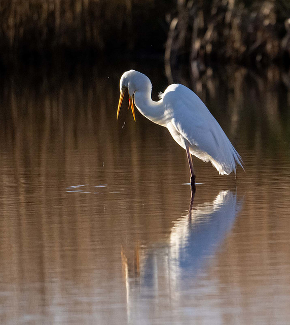 Great white egret