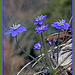 Leberblümchen (Hepatica nobilis)