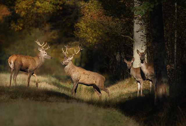 Rencontre