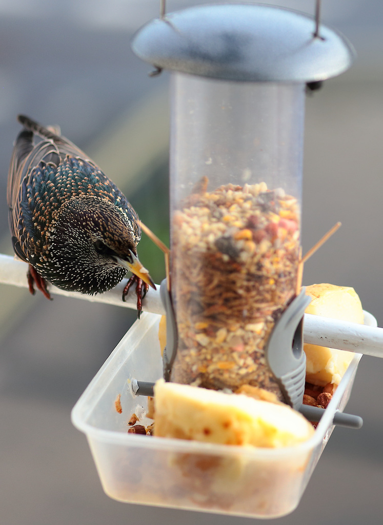 IMG 0034 Starling dpp