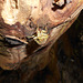 DSCN6070 - cigarra
