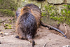 20160306 0304VRAw [D~BI] Nutria (Myocastor coypus), Tierpark Olderdissen, Bielefeld