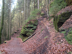 Füllhölzelweg mit Spuren von Wildschweinen