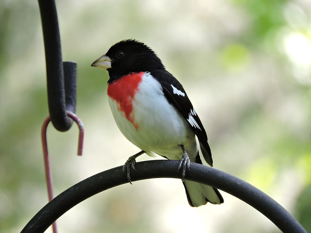 Rose-breasted Grosbeaks