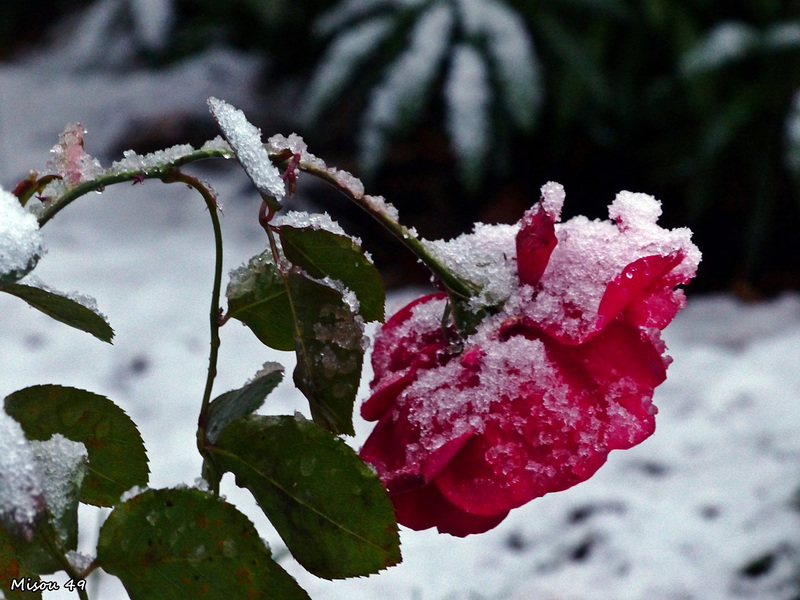 La neige à Angers le 6 février 2018