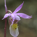 Eastern Fairy Slipper