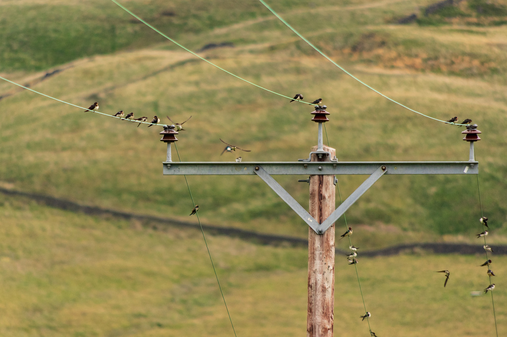 Swallows and Martins