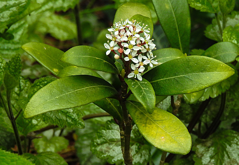20210507 0161CPw [D~LIP] Japanische Skimmie (Skimmia japonica), Bad Salzuflen