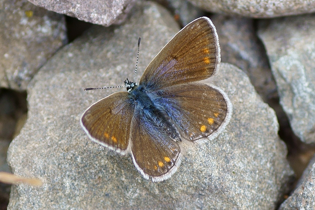 Hauhechel-Bläuling ♀