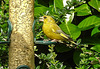 20210705 1336CPw [D~LIP] Grünfink (Carduelis chloris), Bad Salzuflen