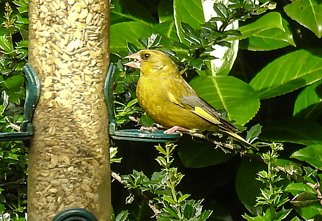 20210705 1336CPw [D~LIP] Grünfink (Carduelis chloris), Bad Salzuflen