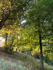 The Burgie Arboretum
