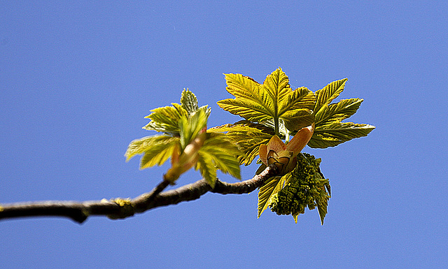 Bourgeons libérés