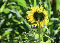 Sonnenblume im Wind