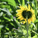 Sonnenblume im Wind
