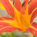 tiger lily close-up 2