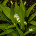 20220429 0749CPw [D~LIP] Bärlauch (Allium ursinum), UWZ, Bad Salzuflen