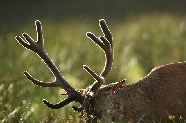 guirlande de cerf ..... au soleil couchant .