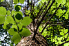 Beech leaves and light