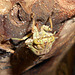DSCN6070a - cigarra