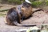 20160306 0305VRAw [D~BI] Nutria (Myocastor coypus), Tierpark Olderdissen, Bielefeld