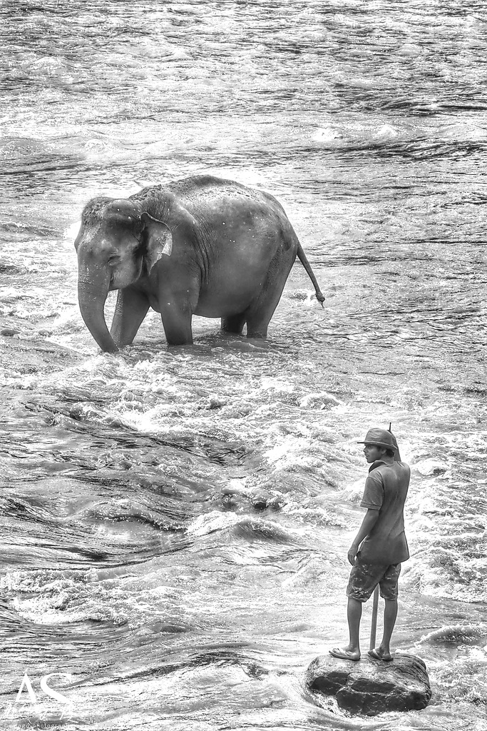 Sri Lanka tour - the fourth day - Pinnawala Elephant B&W overexposed