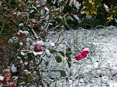 La neige à Angers le 6 février 2018