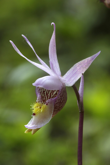 Eastern Fairy Slipper