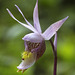 Eastern Fairy Slipper