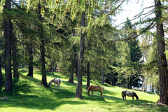 Pferde im Lärchenwald (Leadneralm)