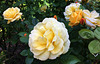 Roses du jardin