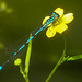 20210629 1193CPw [D~LIP] Hufeisen-Azurjungfer (Coenagrion puella), Brennender Hahnenfuß (Ranunculus flammula agg), Bad Salzuflen