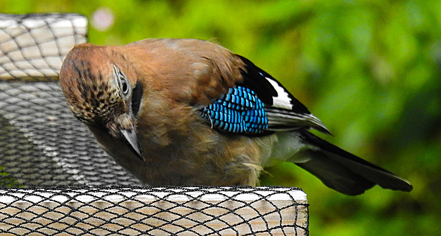 20210705 1338CPw [D~LIP] Eichelhäher (Garrulus glandarius), Bad Salzuflen