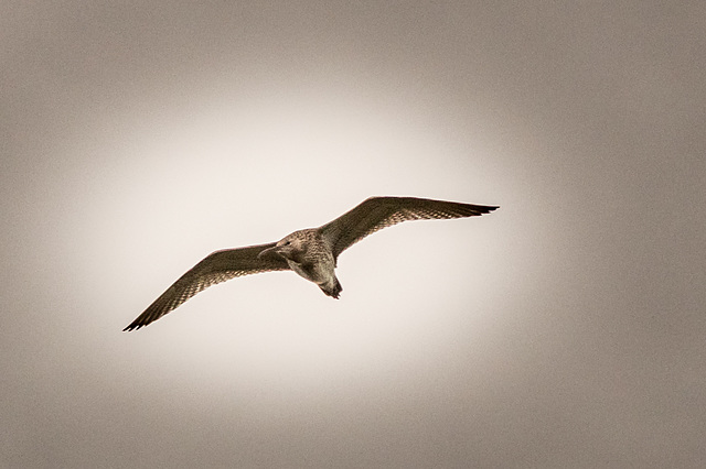 Curlew over (1 of 4)