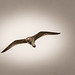 Curlew over (1 of 4)