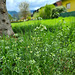 Gewöhnliches Hirtentäschel (Capsella bursa-pastoris)