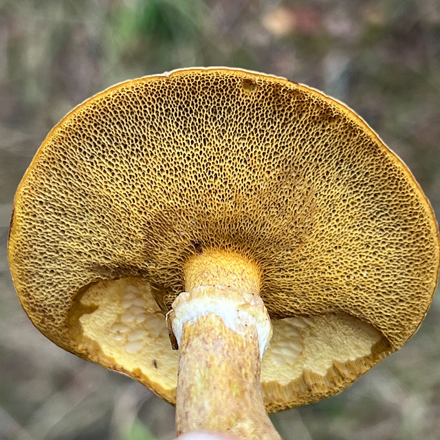 Suillis mushrooms