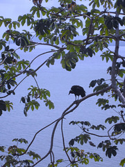 Un gros perchoir pour lui seul / A tree for one