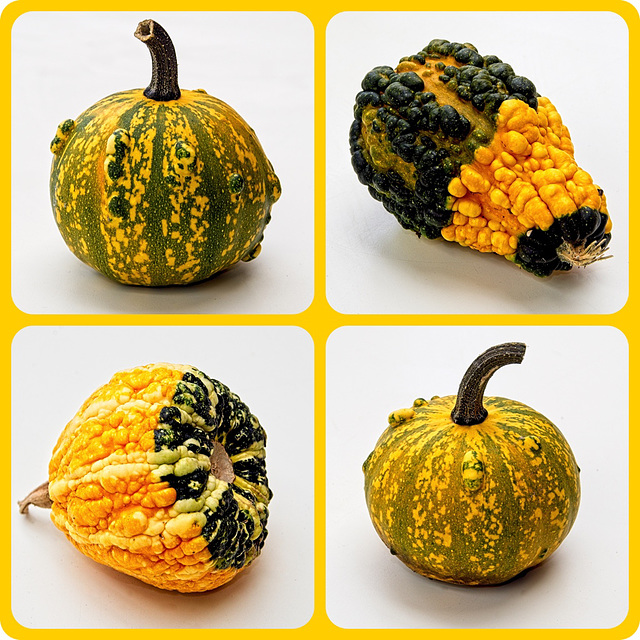 Gourds