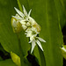 20220429 0750CPw [D~LIP] Bärlauch (Allium ursinum), UWZ, Bad Salzuflen