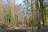 The Swamp Forest