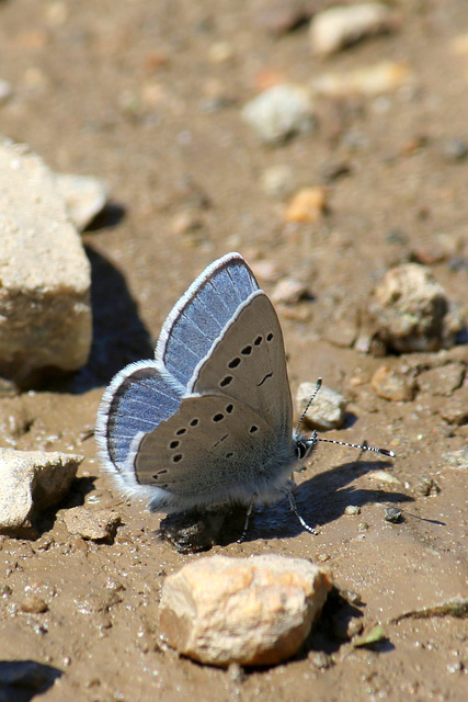 Silvery Blue