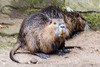 20160306 0306VRAw [D~BI] Nutria (Myocastor coypus), Tierpark Olderdissen, Bielefeld