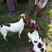 Springer spaniels